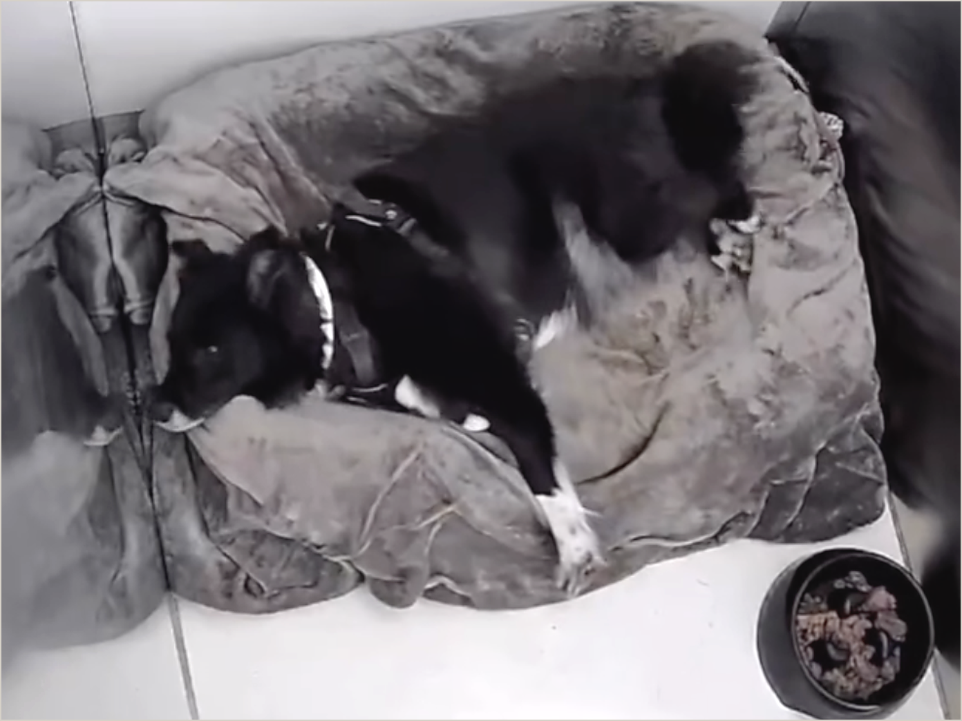 Nea, a black and white collie cross, lying on a bed on the tiled floor of her kennel unit, with a food bowl beside her.